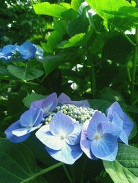 Close-up of purple flowers blooming outdoors