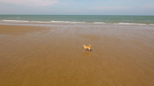 View of dog on beach