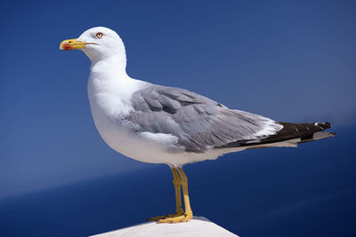 Close-up of seagull perching on rock against blue sky