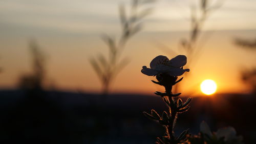 Close-up of flowers against sunset sky