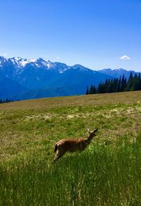 Horse in a field