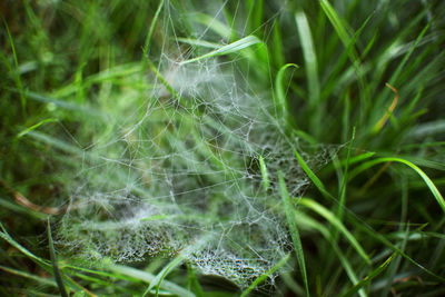 Close-up of spider web on plant