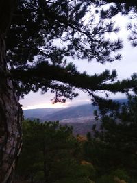 Trees in forest against sky