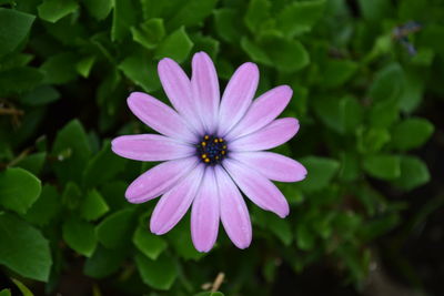 Close-up of osteospermum blooming outdoors