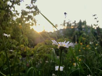 Close-up of flowers blooming outdoors