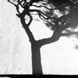 Shadow of bare tree on the wall
