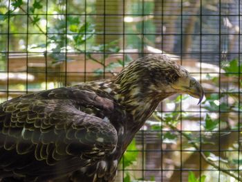 Close-up of eagle perching in cage at zoo