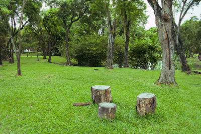 View of trees in park