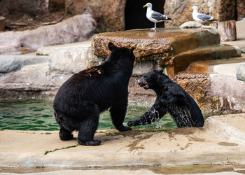 Black bears having a splash in the water 