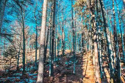 Bare trees in forest