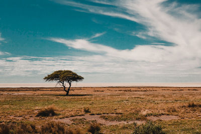 Trees on field against sky