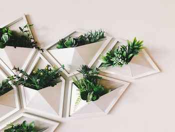 High angle view of potted plant against white background