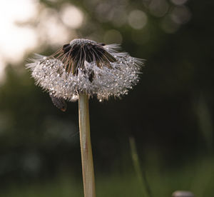 Close-up of wilted plant