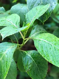 Close-up of wet plant leaves