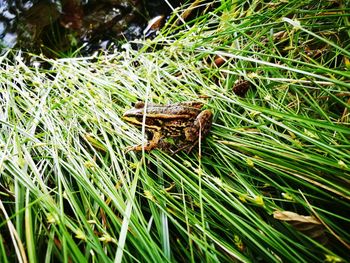 Close-up of lizard on grass