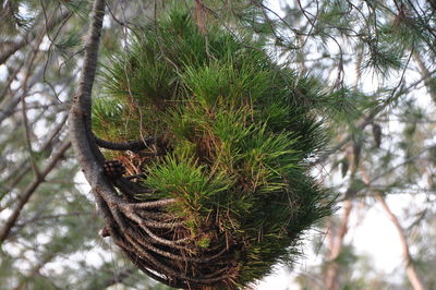 Low angle view of pine tree in forest