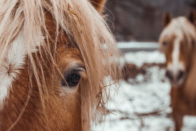 Close-up of a horse in ranch