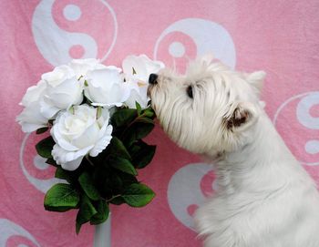 Close-up of white dog with flowers