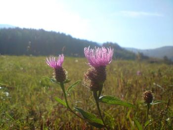 Close-up of purple flowers blooming in field