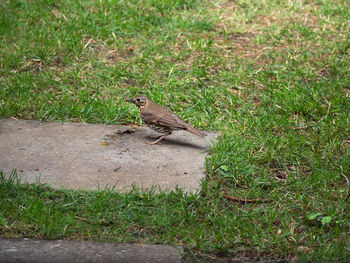 High angle view of bird perching on a field