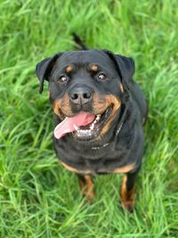 Close-up portrait of black dog on field