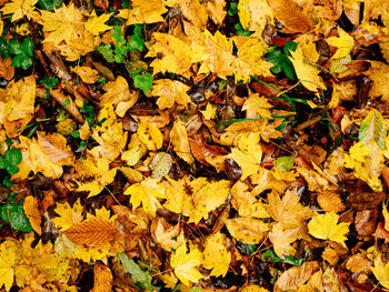 Full frame shot of autumn leaves