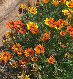 High angle view of orange flowering plants on field