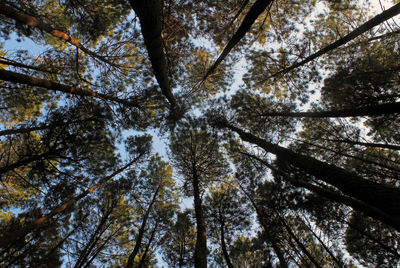 Low angle view of trees in forest