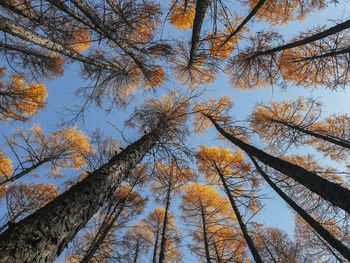 Low angle view of trees against sky