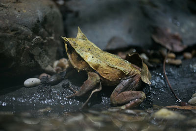 Close-up of horned frog at lakeshore