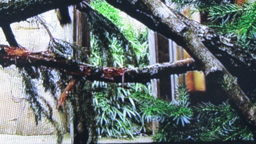 Plants growing on tree trunk