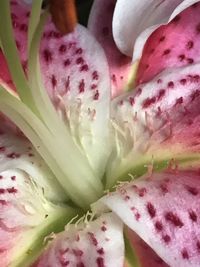 Close-up of pink roses