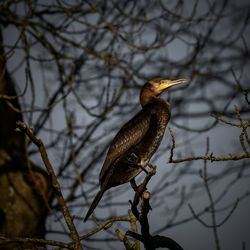 Low angle view of bird perching on tree