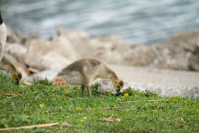 Close up of a baby goose looking for food in the green grass