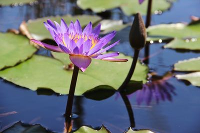 Close-up of lotus water lily in pond