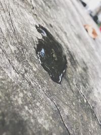 Close-up of insect on tree trunk