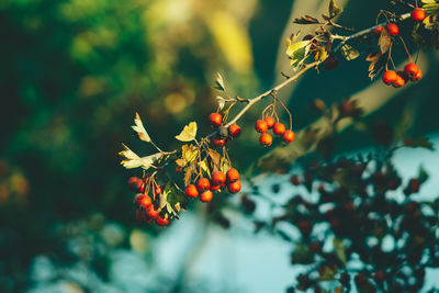 Close-up of fruits on tree