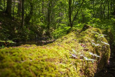 Trees in forest