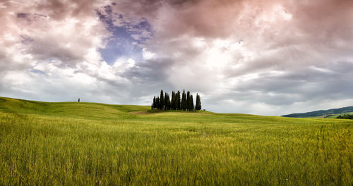 Scenic view of agricultural field against sky