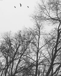 Low angle view of birds flying over bare tree