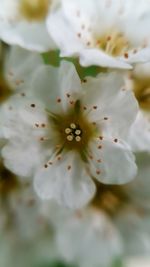 Close-up of apple blossoms in spring