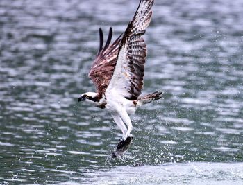 Bird flying over the lake