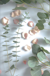 High angle view of white roses on leaves
