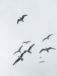 Low angle view of seagulls flying against clear sky