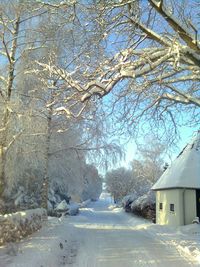 Snow covered bare trees in winter