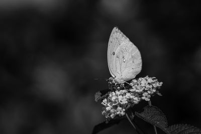 Close-up of butterfly on flower