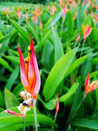 Close-up of day lily blooming outdoors