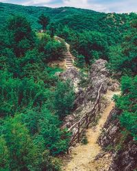 Aerial view of forest