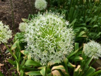 Close-up of succulent plant on field