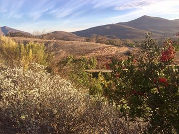 Scenic view of landscape against sky